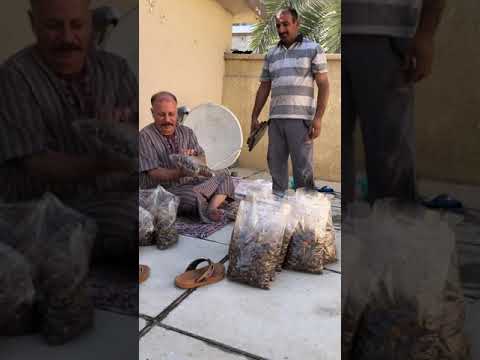عملية كبس التمر على الطريقة القديمة