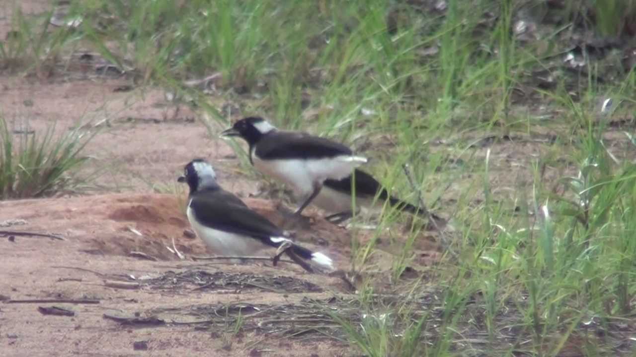 White-naped Jay