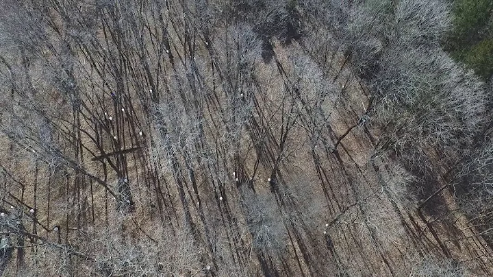 Drone View of Maple Trees at Baskett Research Center