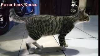 SUARA KUCING 1 JAM FULL