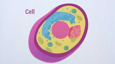 The role 3D genome folding and Polycomb proteins in development