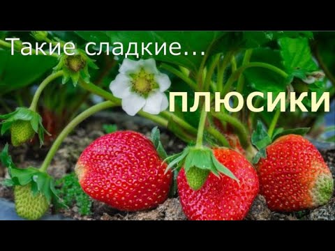 ПЛЮСИКИ!!! - YouTube