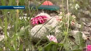 В Челябинске на кладбище места людей заняли кошки и собаки, 19 июня 2015 В Челябинске на кладбище места людей заняли кошки и собаки, 19 июня 2015