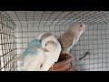 Budgies #darshanruchith