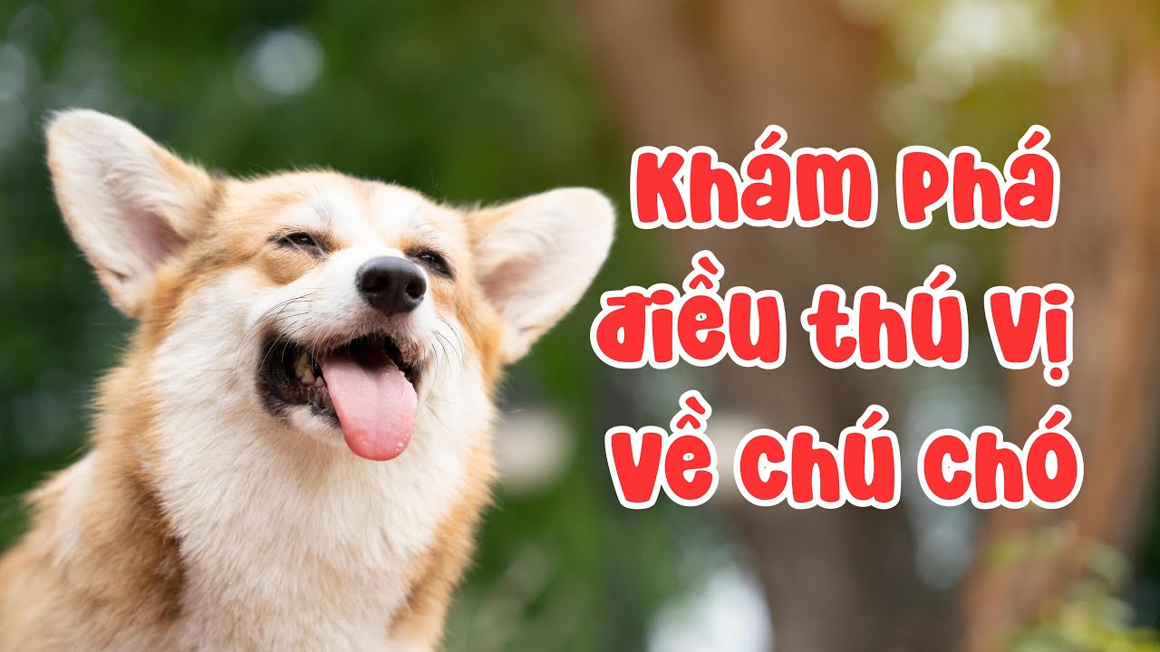 Những Điều Thú Vị Về Chó Con | Fun Facts About Puppies - Bubby Kids ...