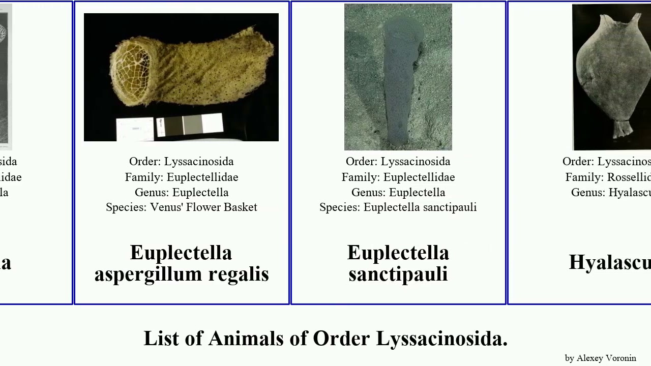 List of Animals of Order Lyssacinosida. pupa regalis magnifica Advhena Euplectella Corbitella