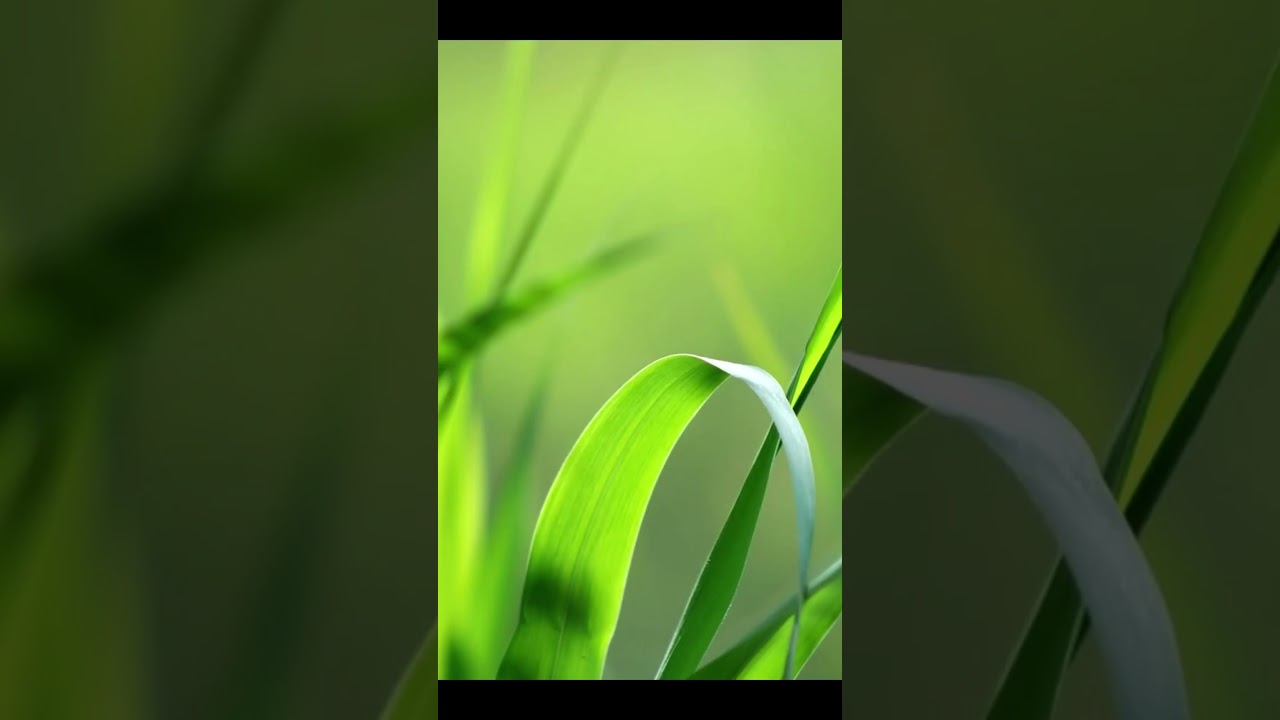 remove-gallery-from-file-explorer-in-windows-11