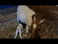 Goat kid care the first 24 hours after birth