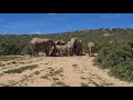 Herd of African Elephants playing in the mud at Addo Elephant National Park (1of3)