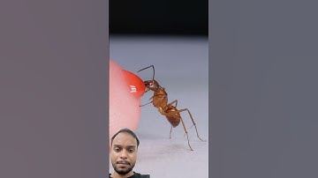 Ant drinking red nectar from finger #ant #animal #shorts