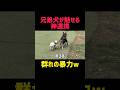 連携技でボストンテリア討伐!#犬 #フレンチブルドッグ #ボストンテリア #犬のいる生活 #犬と遊ぶ #犬好き #犬動画 #多頭飼い #犬の日常 #癒し犬 #犬ショート #バズれ #可愛い犬 #面白い
