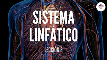 ¿Afecta la cafeína al sistema linfático?