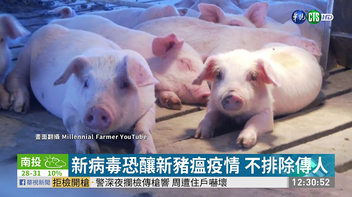 中豬隻發現新冠狀病毒 恐跨物種傳染 | 華視新聞 20201019 - 天天要聞
