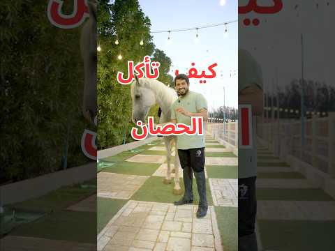 الطريقة الصحيح كيف تأكل الحصان عشان ما يعضك ولازم ماتخاف بس أكله صح الخيال 