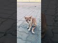 pushpa#cat #funny #mallu