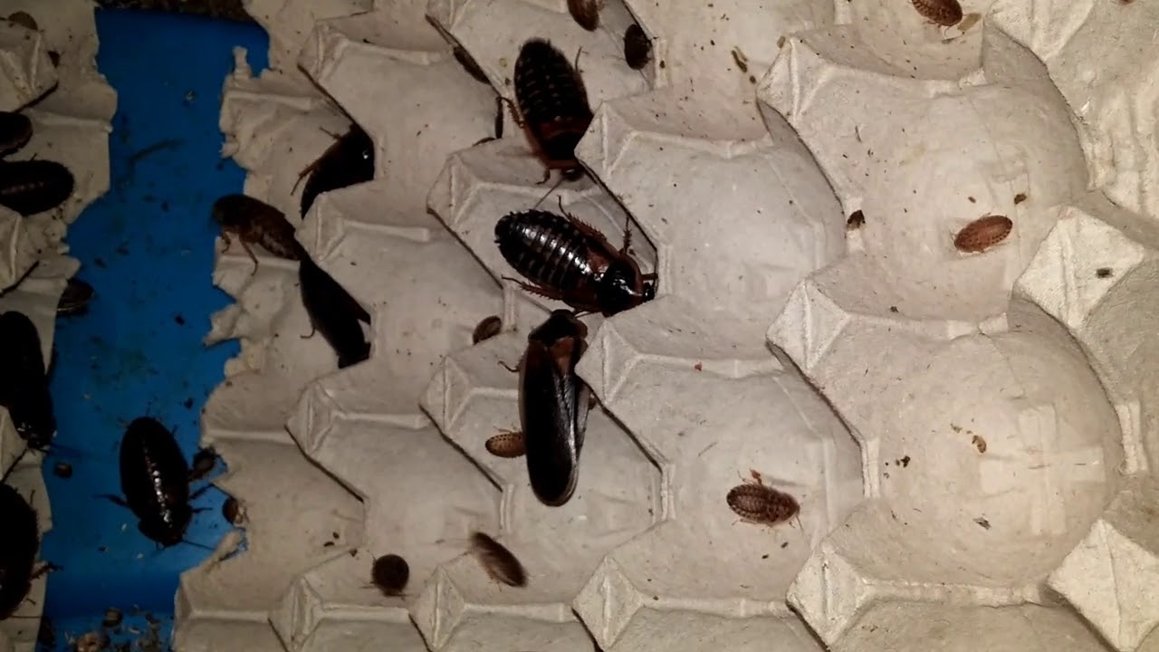 Dubia Roach Colony Setup YouTube