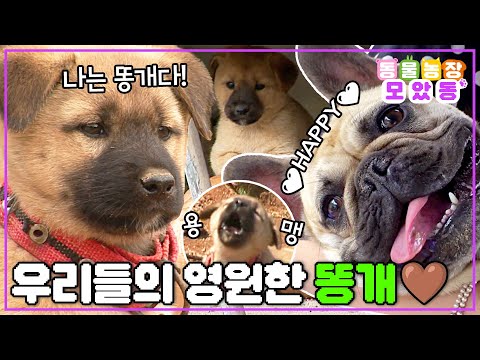 🐶🤎 올망졸망 똘망똘망 귀여운 시골 <strong>똥개들의</strong> 매력에 풍덩~ 빠져볼 사람 손!!!🙋‍♀️ #TV동물농장 #AnimalFarm #SBSstory