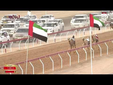 ش12 انذار ل بدر عبيد سعد الجنيبي مهرجان العين لسباقات الهجن 02 08 2025ص فطامين بكار 2 00 92