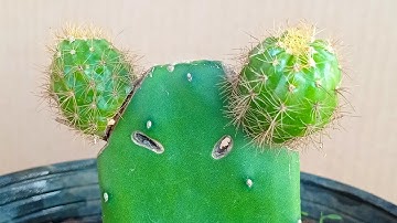 Ghép xương rồng tai thỏ kiểu Sáng kiến xanh