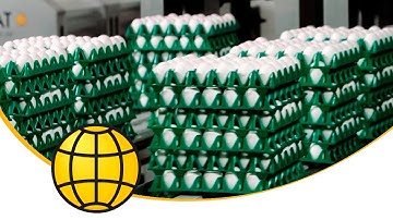 Egg Packing - Egg Packing Machines for Farmpacking, Repacking