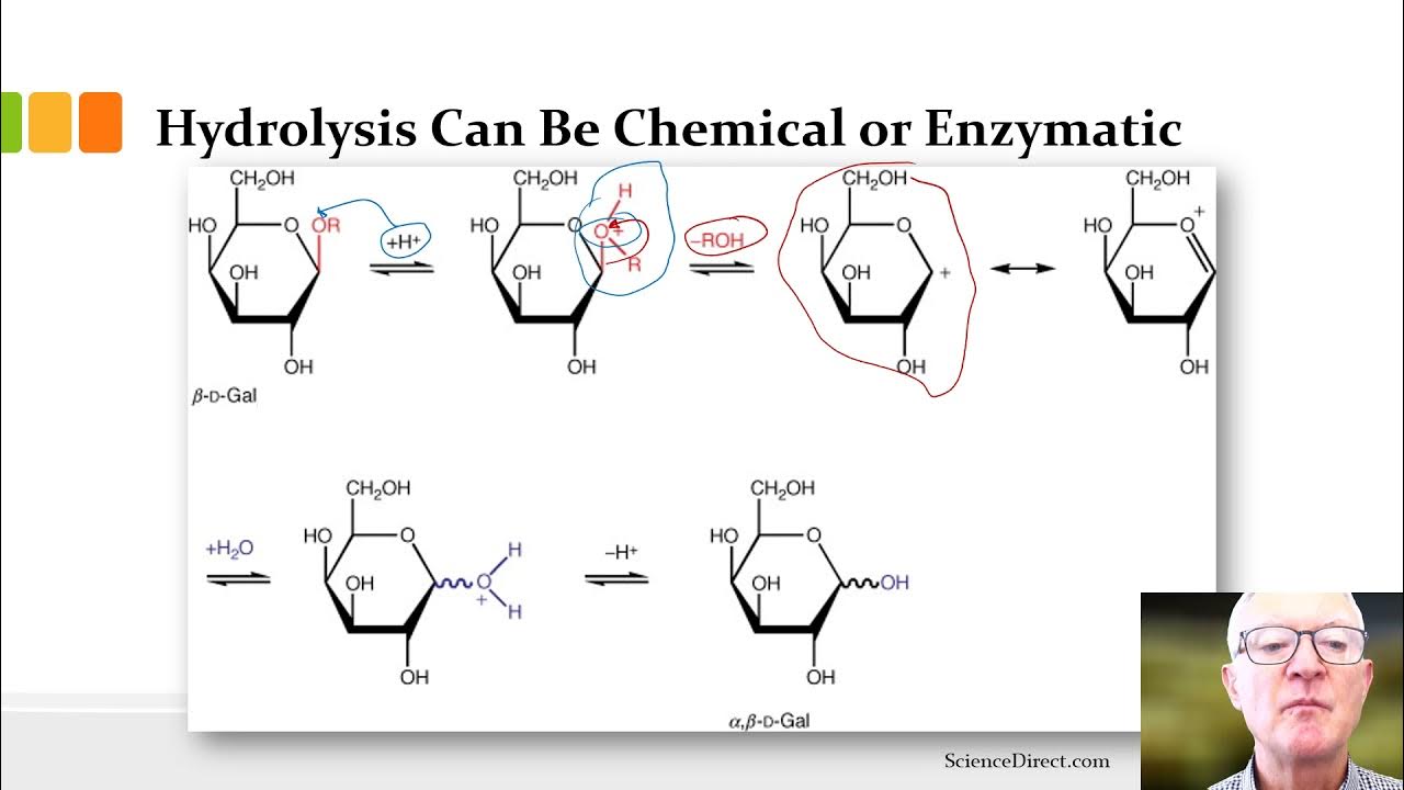 Module 2 Topic 4 Video 5 Which Sugars in Grapes pptx YouTube