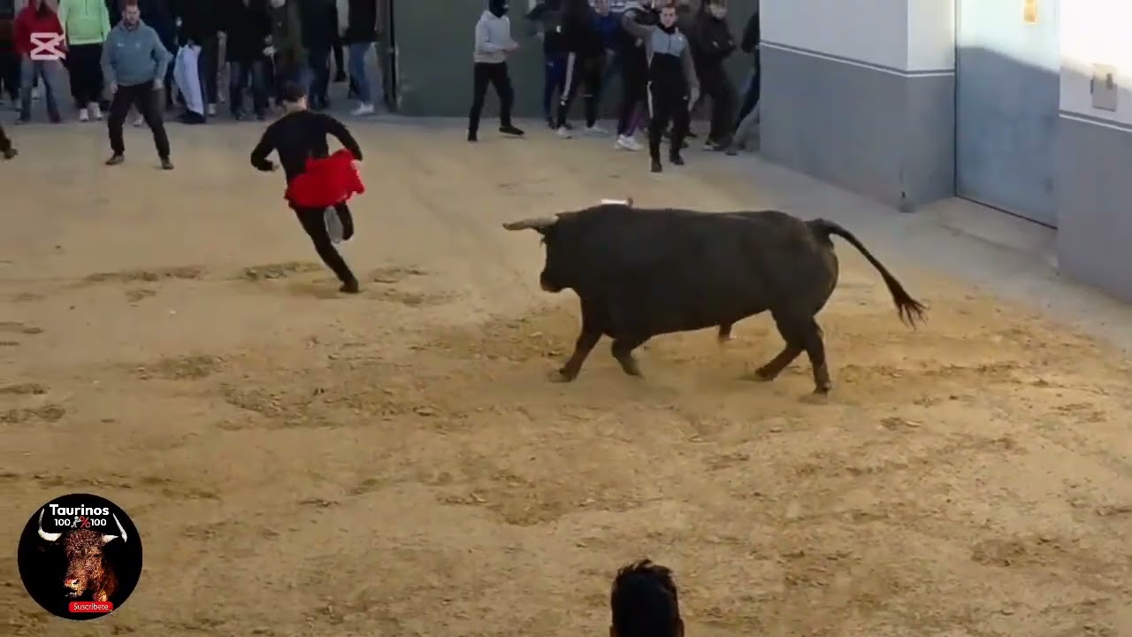 BENAVITES ( V ) 31-1-2026 TOROS CERRILES DE JUAN MANUEL CRIADO Y MANUELA PATON 