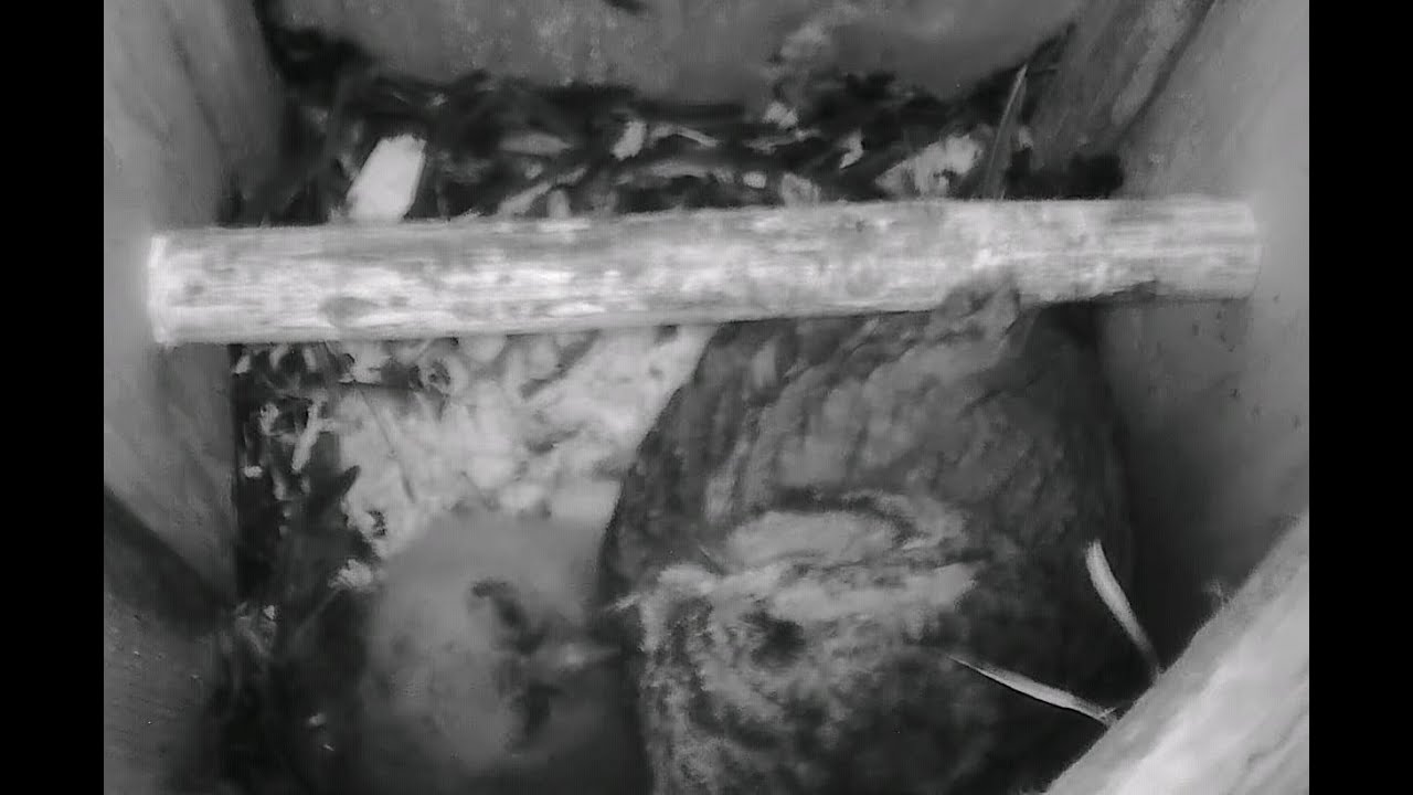 Backyard Owl Obsession - April 30 Overnight