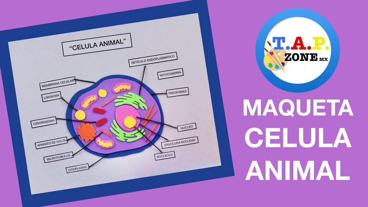 Como hacer una maqueta de una célula