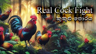 Real cock fight |