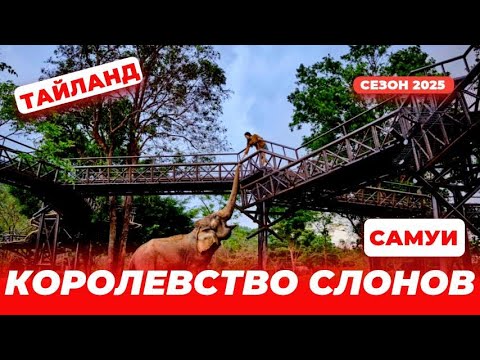 #Тайланд Самуи 2025! Заповедник слонов!Стоит ли ехать? #петрованедома #тайланд #самуи #elephant