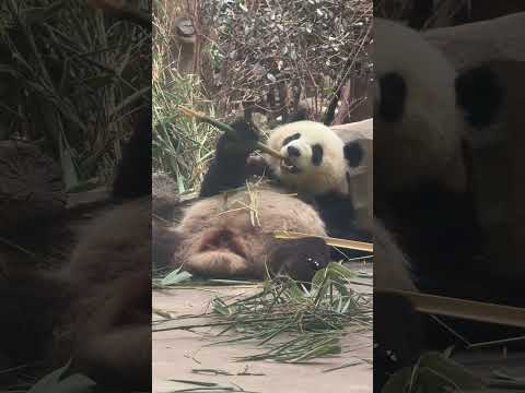 7.14拜拜豬躺著看上去蓬一些! 現在每餐的竹子都有好好在喫了，希望我們斧頭山蒲公英早日回歸。 #大熊貓輪武 #大熊貓小鰲拜 #來這吸熊貓 #熊貓喫竹子視頻 #熊貓的生活有多愜意 thumbnail