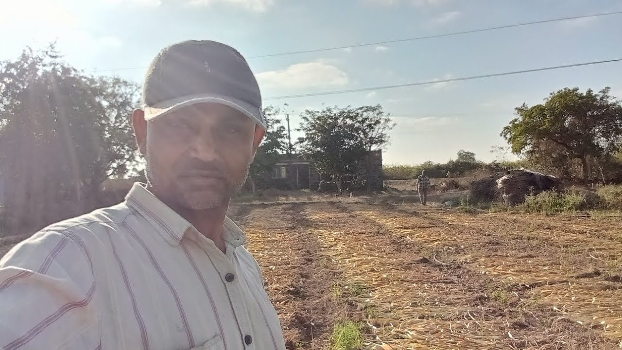 જુવાર ના પુરા વારવાનું ને ઉપાડવાનું કામ હાલે 🌾