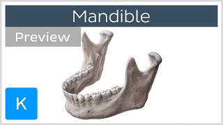 Mandible structure and bony landmarks preview Human Anatomy Kenhub