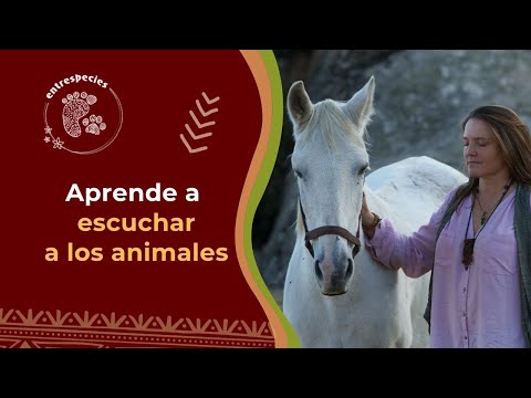Video: Peter Gabriel Quiere Hablar Con Animales En Línea