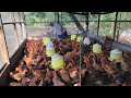 Sukses ternak ayam kampung skala rumahan