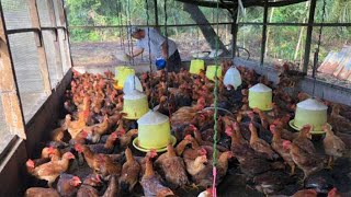 SUKSES TERNAK AYAM KAMPUNG SKALA RUMAHAN!