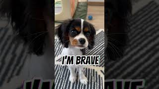 I’m big, brave and beautiful. Cavalier King Charles Spaniel puppy. #viral #funny #memes #dog