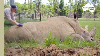 DJ the rhino has a bath | Australia Zoo Life