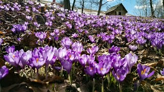 Квітневі крокуси. Місце сили надихає.