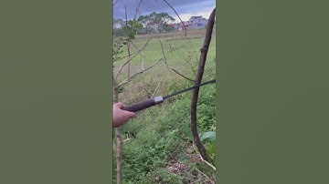 Tôi làm con rựa quắm phát rẫy bằng thép lò xo xe lửa chặt cây như chặt chuối vậy