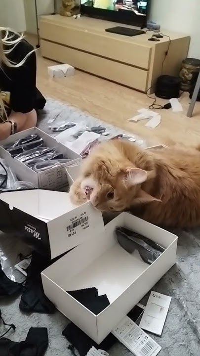 Кот батон всегда всё исследует 🤣👍 #мейнкун #котбатон - YouTube