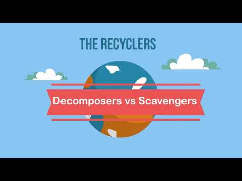 Video: Perbezaan Antara Scavenger Dan Decomposer