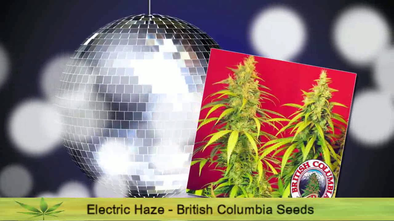 E Cannabis Strains - Cannabis Strain Series