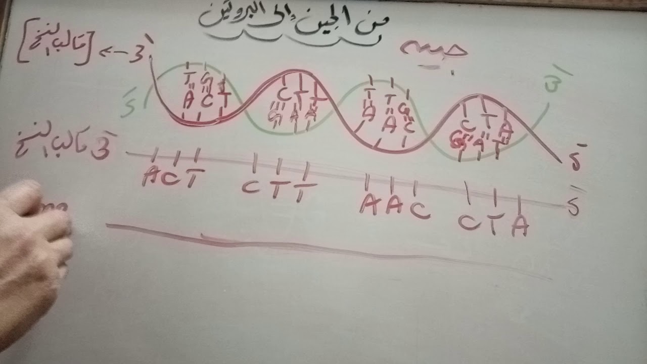 الشيفرة الوراثية (بناء البروتين)