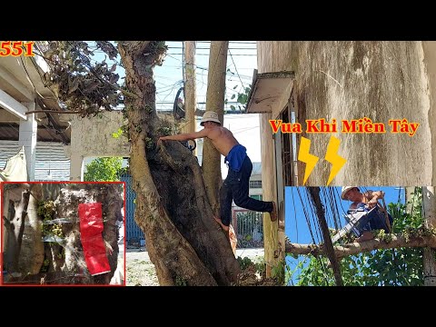 Video Vua Khỉ Miền Tây có dám cưa cây Sung ở chỗ chật hẹp và... - youtube