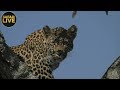 safariLIVE - Sunrise Safari - October 5, 2018