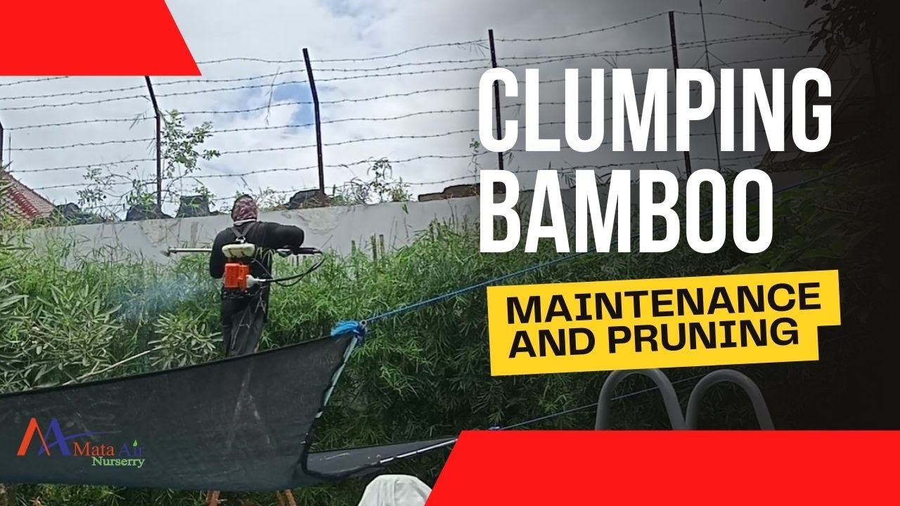 CLUMPING BAMBOO MAINTENANCE AND PRUNING - YouTube