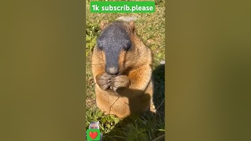 #marmot #capybara #wildlife #marmoset #cuteanimals #marmota