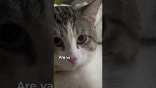 Gonna Get My Cat Neutered| Boschka Shorts ￼#cat #catspraying #catfunnyvideo