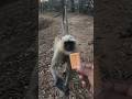 Feeding a Friendly Langur | Amazing Jungle Moment